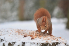 <p>VEVERKA OBECNÁ (Sciurus vulgaris) M. Boleslav - Štěpánka /Red squirrel - Eichhörnchen/</p>